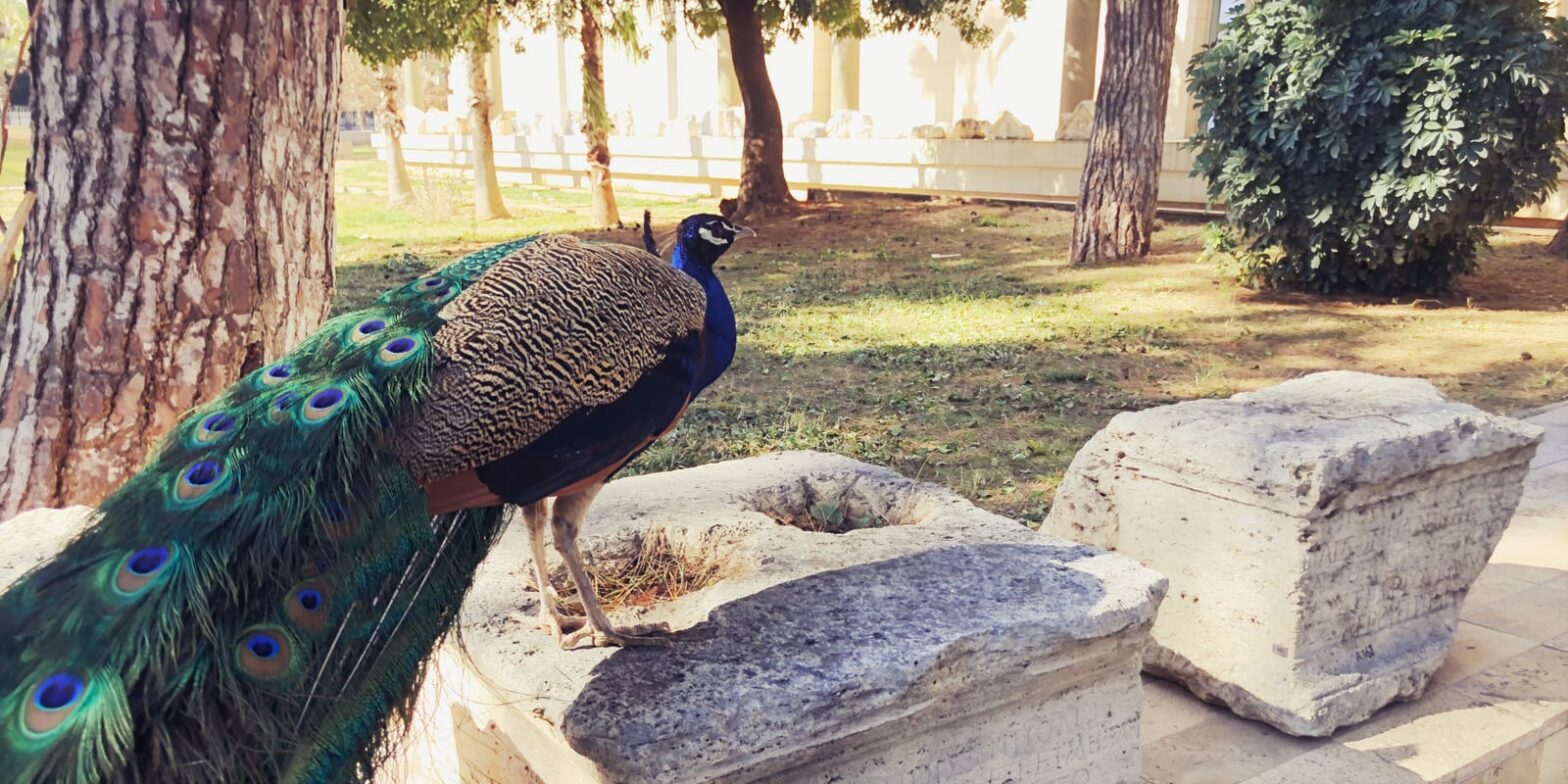 A peacock drinking water in the backyard of Antalya Museum (Feb. 11, 2022). Photo by author.